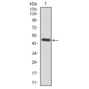 Western blot analysis using SRY antibody against human SRY recombinant protein. (Expected MW is 49.4 kDa).