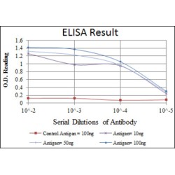 Snail Family Transcriptional Repressor 1 / SNAIL (SNAI1) Antibody