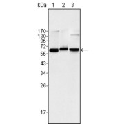 Western blot analysis using NF-κB p65 antibody against Jurkat (1), K562 (2) and NIH/3T3 (3) cell lysate.