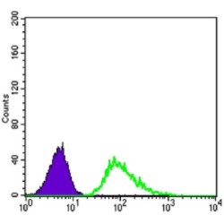 Tubulin Beta 3 (TUBB3) Antibody