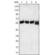 Western blot analysis using LCK antibody against MOLT-4 (1), CCRF-CEM (2), CCRF-HSB-2 (3) and Jurkat (4) cell lysate.