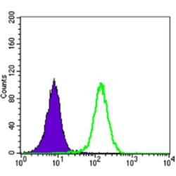 Serine/threonine-Protein Kinase STK11 (STK11) Antibody