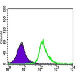 Undifferentiated Embryonic Cell Transcription Factor 1 (UTF1) Antibody