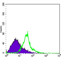 Proto-Oncogene Wnt-1 (WNT1) Antibody