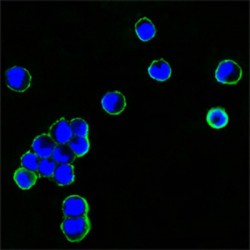 Mouse Anti-Human IgG (Fc Specific) Antibody