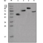 Western blot analysis using human IgG (Fc specific) antibody against different fusion proteins with human IgG (Fc specific) tag.