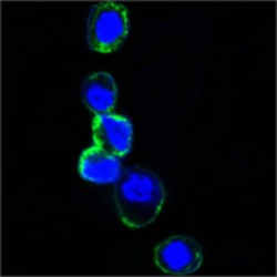 V-Erb B2 Erythroblastic Leukemia Viral Oncogene Homolog 3 (ERBB3) Antibody