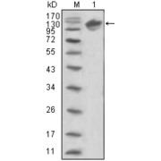 Western blot analysis using ERBB3 antibody against human ERBB3 (aa22-369) -hIgGFc trasfected HEK293 cell lysate (1).