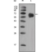 Western blot analysis using FGFR4 antibody against extracellular domain of human FGFR4 (aa22-369).