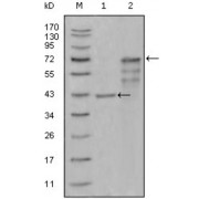 Western blot analysis using CHIT1 antibody against truncated Trx-CHIT1 recombinant protein (1) and truncated CHIT1 (aa22-466) -hIgGFc transfected CHO-K1 cell lysate (2).