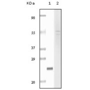 Western blot analysis using fibulin5 antibody against truncated fibulin5 recombinant protein (1) and Hela cell lysate (2).