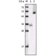 Western blot analysis using GSK3 alpha antibody against truncated GSK3 alpha recombinant protein (1) and Hela cell lysate (2).