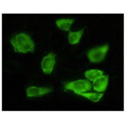 GSK3 alpha Antibody