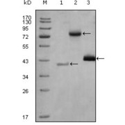 Western blot analysis using HDAC3 antibody against truncated Trx-HDAC3 recombinant protein (1), full length HDAC3-hIgGFc (aa1-428) transfected CHO-K1 cell lysate (2) and Hela cell lysate (3).