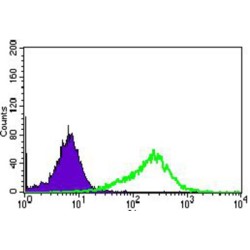 Intestinal-Type Alkaline Phosphatase / IAP (ALPI) Antibody