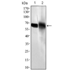 Intestinal-Type Alkaline Phosphatase / IAP (ALPI) Antibody