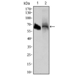 Intestinal-Type Alkaline Phosphatase / IAP (ALPI) Antibody