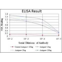 Aurora Kinase A (AURKA) Antibody