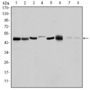 Western blot analysis using AURKA antibody against HEK293 (1), Sw620 (2), MCF-7 (3), Jurkat (4), Hela (5), HepG2 (6), Cos7 (7) and PC-12 (8) cell lysate.