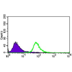 Bone Morphogenetic Protein Receptor 1A (BMPR1A) Antibody