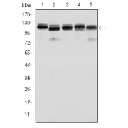 Western blot analysis using BMPR2 antibody against Hela (1), A431 (2), NIH/3T3 (3), Cos7 (4) and PC-12 (5) cell lysate.