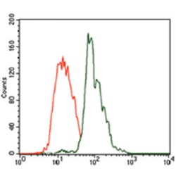 Chromobox Protein Homolog 8 (CBX8) Antibody