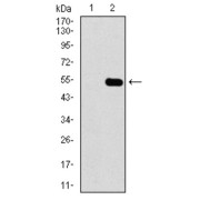 Western blot analysis using CBX8 antibody against human CBX8 recombinant protein. (Expected MW is 49.5 kDa).