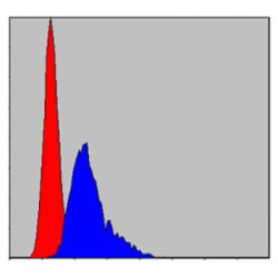 Chaperonin Containing TCP1, Subunit 2 (CCT2) Antibody