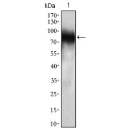 Myeloid Cell Surface Antigen CD33 (CD33) Antibody