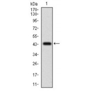 Western blot analysis using CFLAR antibody against human CFLAR recombinant protein. (Expected MW is 42.9 kDa).