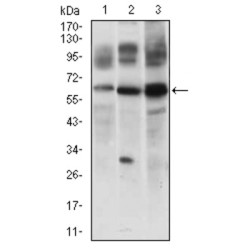 CASP8 And FADD Like Apoptosis Regulator (CFLAR) Antibody