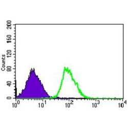 Calmegin (CLGN) Antibody