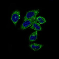 Calmegin (CLGN) Antibody