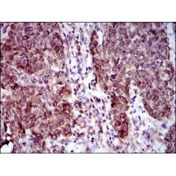 Calmegin (CLGN) Antibody