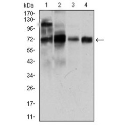 Calmegin (CLGN) Antibody