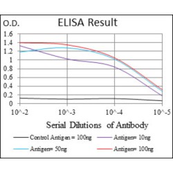 Calmegin (CLGN) Antibody