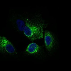 Calmegin (CLGN) Antibody