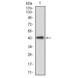 Calmegin (CLGN) Antibody