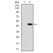 Western blot analysis using CLGN antibody against human CLGN recombinant protein. (Expected MW is 43.5 kDa).