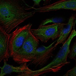 Adapter Molecule Crk (CRK) Antibody