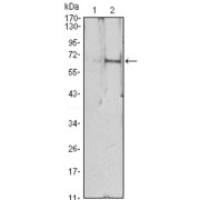 Western blot analysis using EPO antibody against HEK293 (1) and EPO (AA: 28-193) -hIgGFc transfected HEK293 (2) cell lysate.