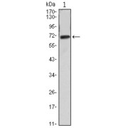 Western blot analysis using FAK antibody against FAK (AA: 354-533) -hIgGFc transfected HEK293 cell lysate.