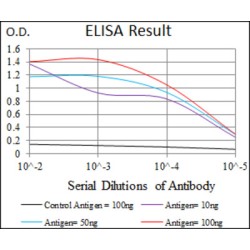 GATA Binding Protein 6 (GATA6) Antibody