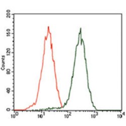 GATA Binding Protein 6 (GATA6) Antibody