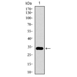 GATA Binding Protein 6 (GATA6) Antibody