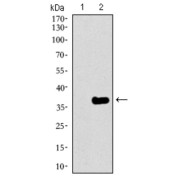 Western blot analysis using GATA6 antibody against human GATA6 recombinant protein. (Expected MW is 32.3 kDa).