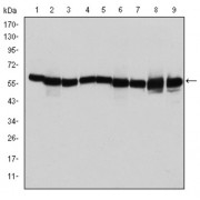 Western blot analysis using HSP60 antibody against T47D (1), Hela (2), HepG2 (3), A549 (4), Jurkat (5), HEK293 (6), NIH/3T3 (7), PC-12 (8) and Cos7 (9) cell lysate.