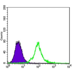 Kelch-Like Protein 13 (KLHL13) Antibody