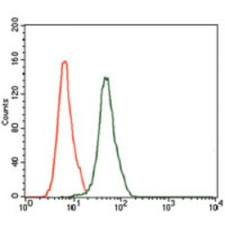 Mitogen-Activated Protein Kinase 8 / JNK1 (MAPK8) Antibody