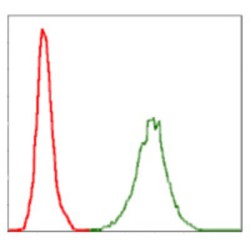 Neurofilament, Light Polypeptide (NEFL) Antibody